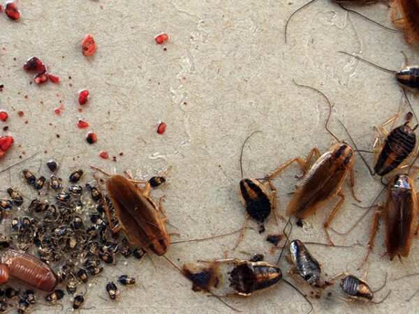 Cockroach Infestation: What to Do