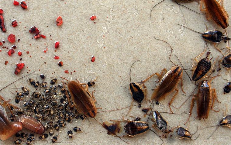 Cockroach Infestation: What to Do