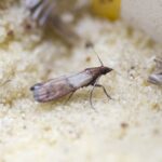 How to Protect Yourself and Your Pets During Moth Treatment