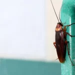 How can regular pest control treat your pest traumas?