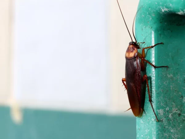 How can regular pest control treat your pest traumas?