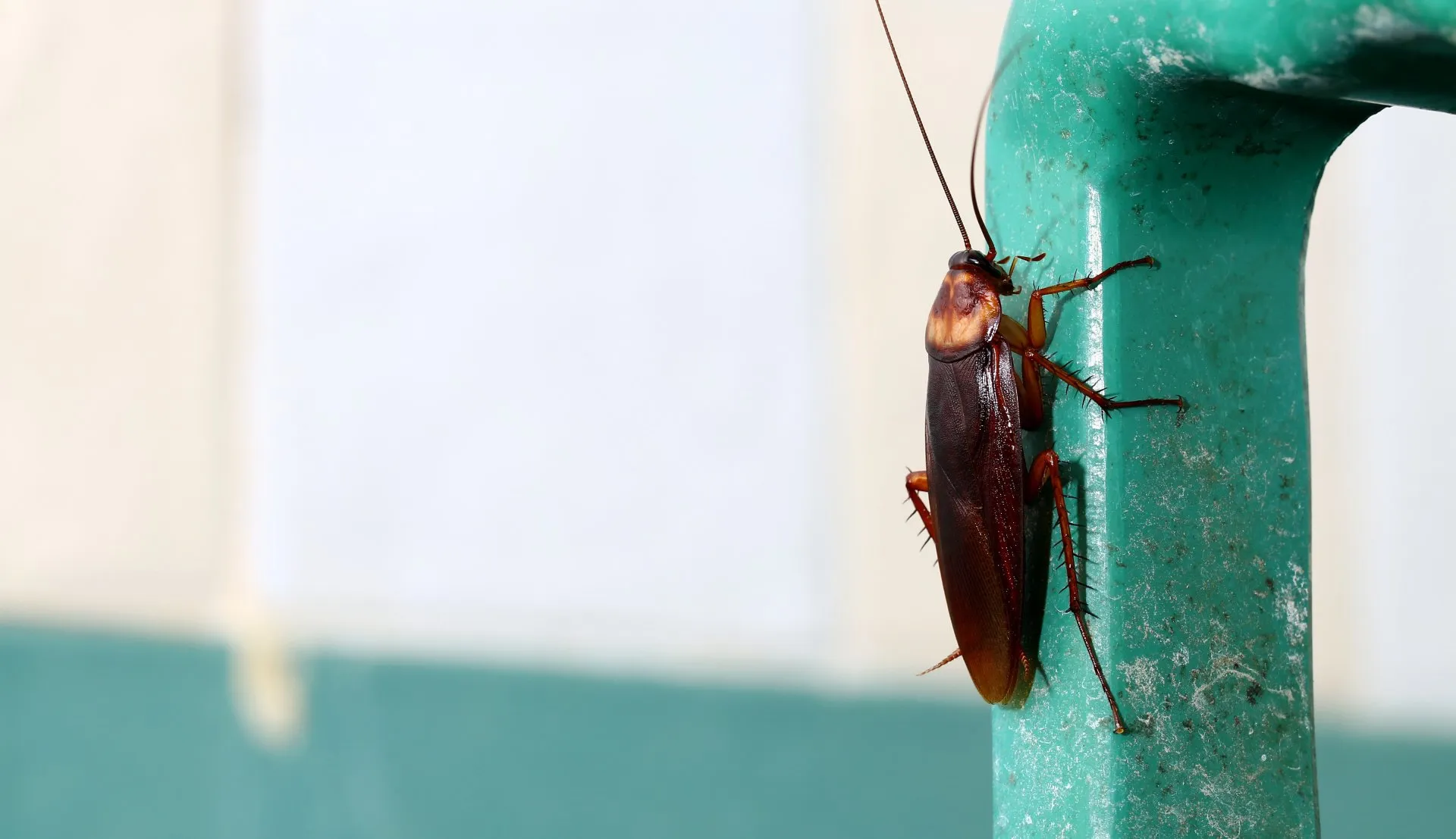 How can regular pest control treat your pest traumas?